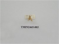 藏品(波紋斑苔蛾)的圖片